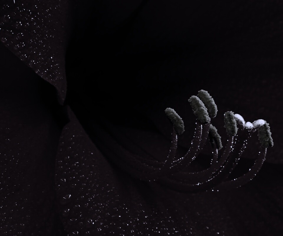 Красная манящая лилия обои