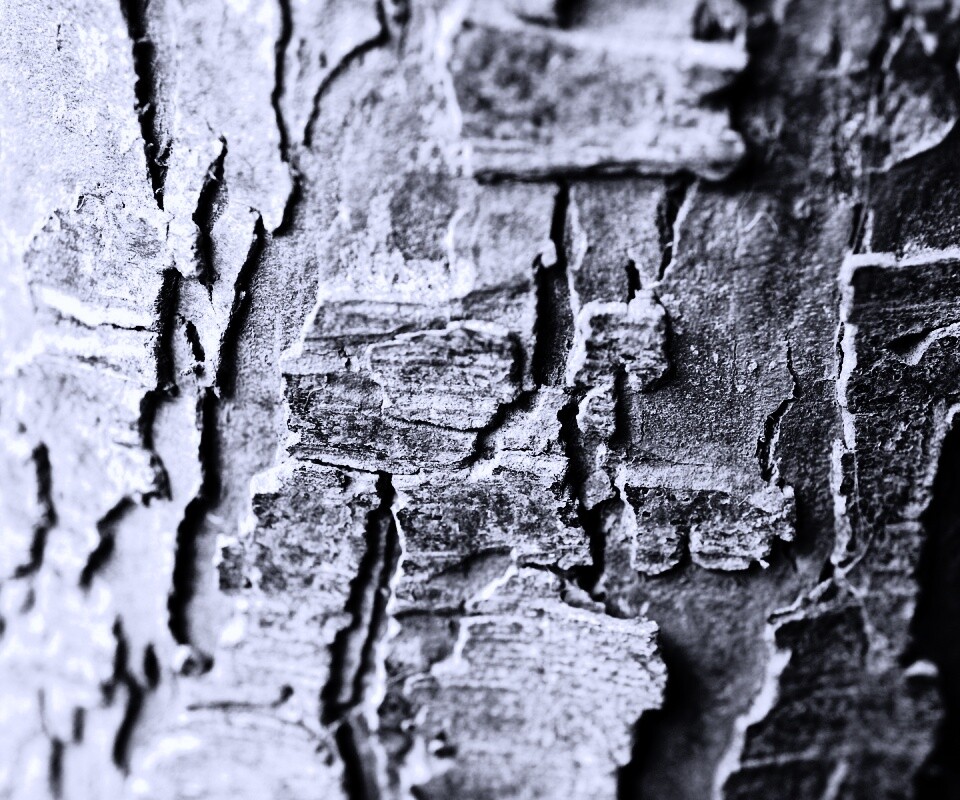 Белая кора обои