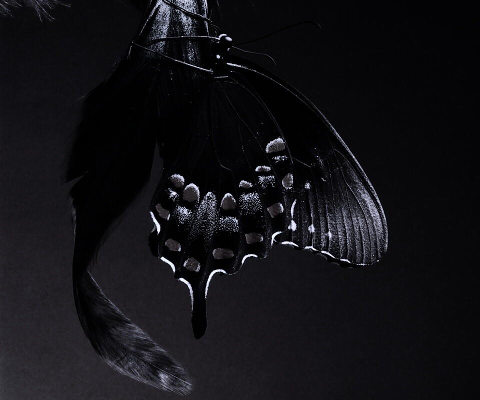 Красивая бабочка обои