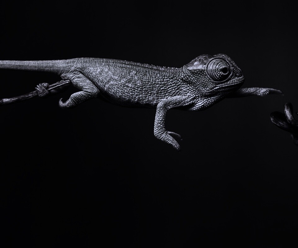 Ящерка тянется к ветке обои