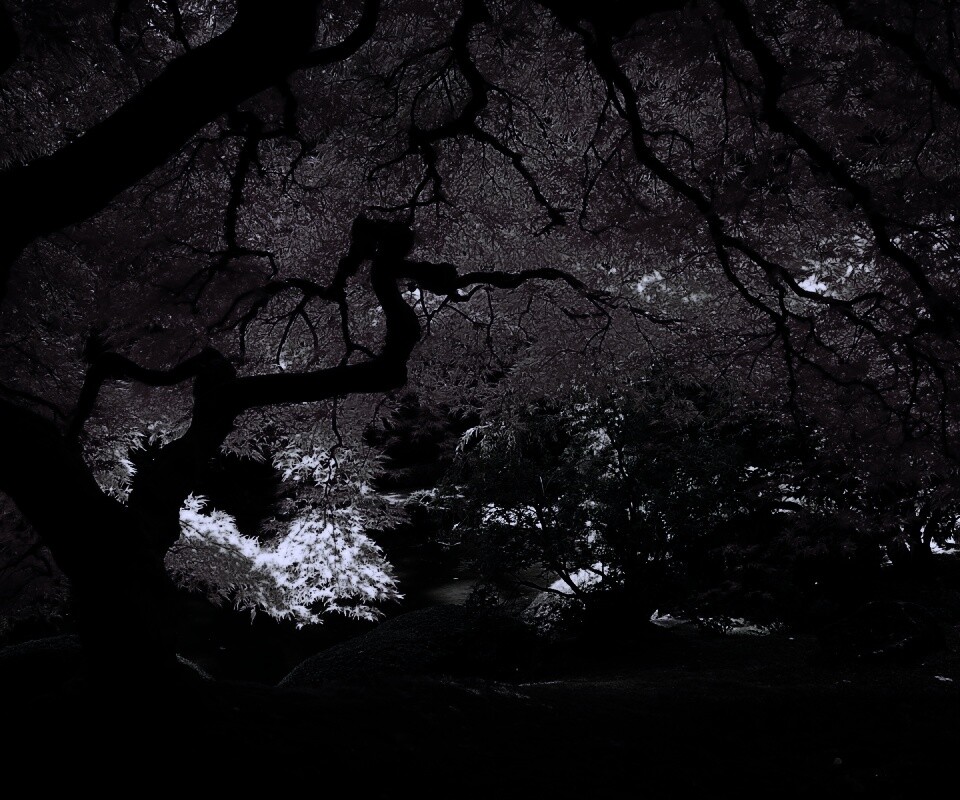 Под оранжевой кроной обои