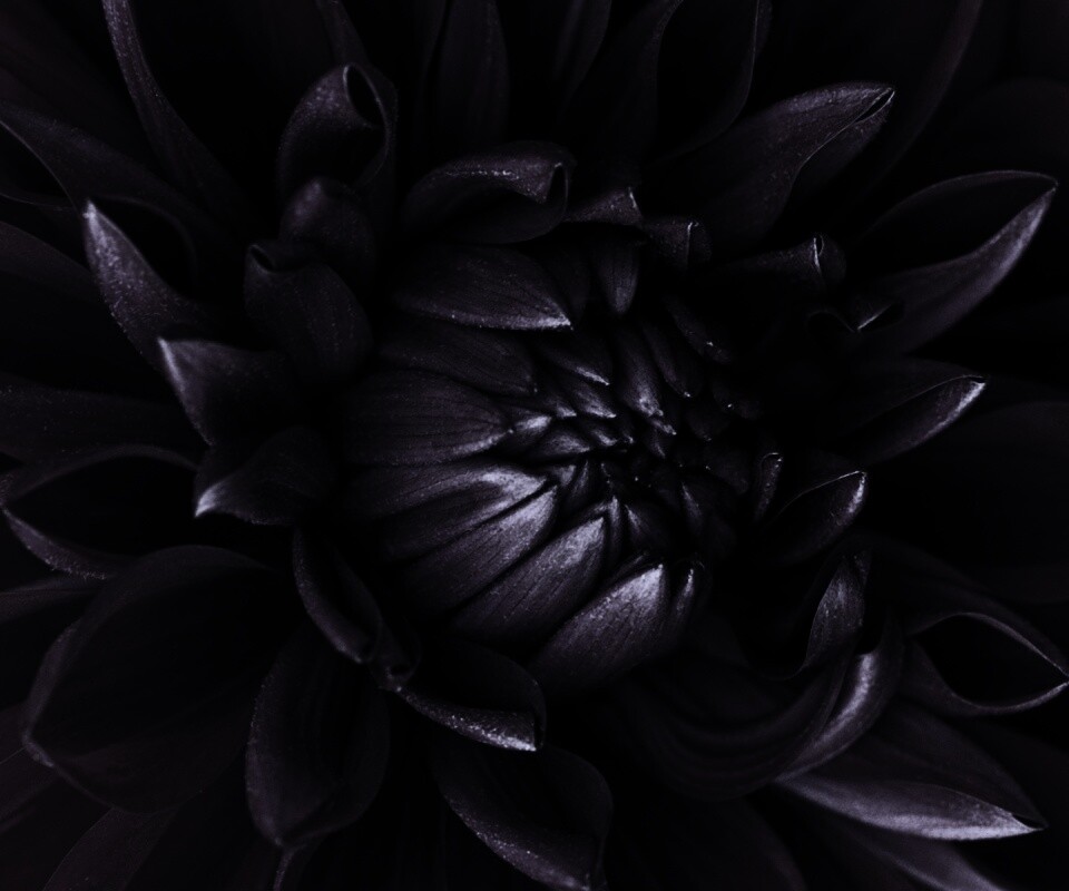 Цветок обои