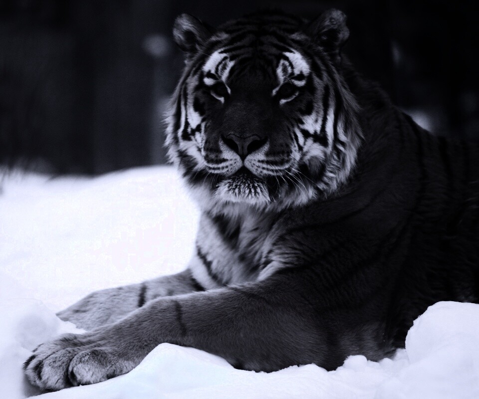 Тигр в снегу обои