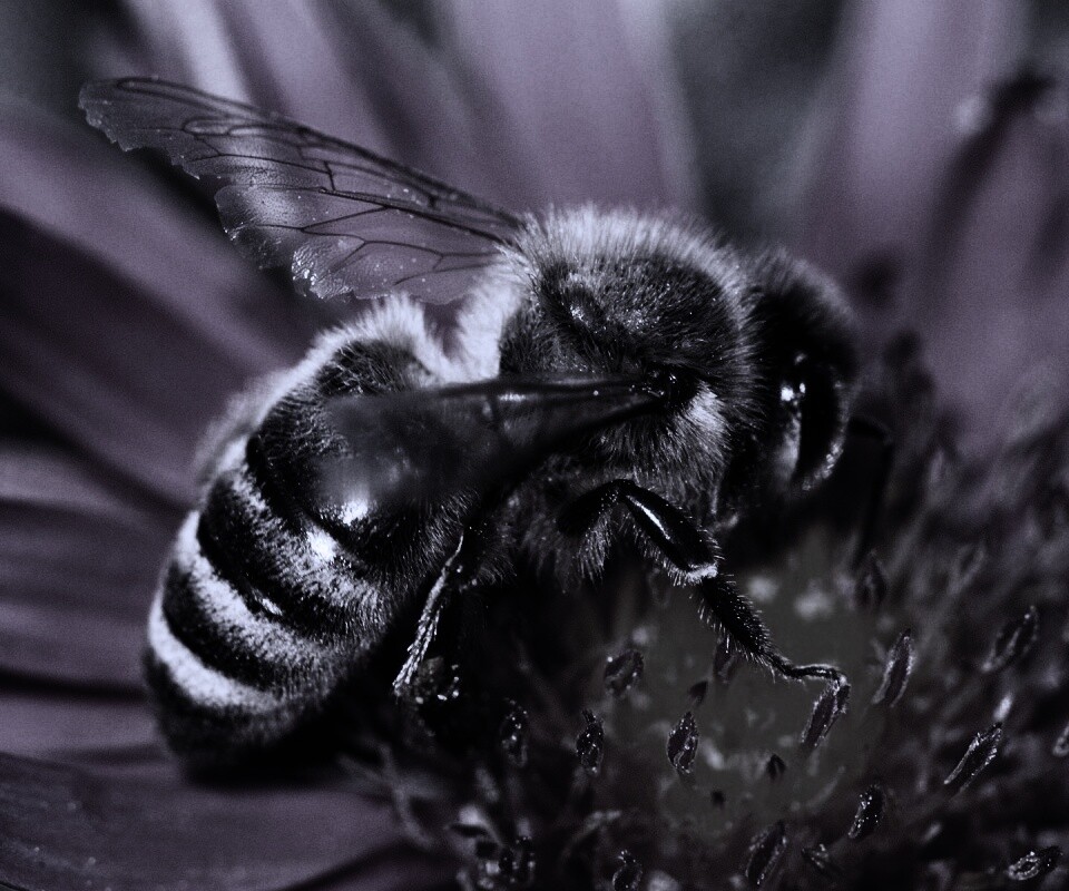 Пчела на цветке обои