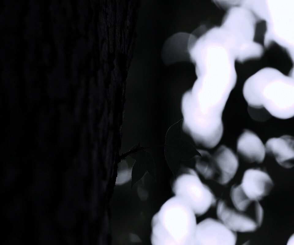 Листок на стволе дерева обои