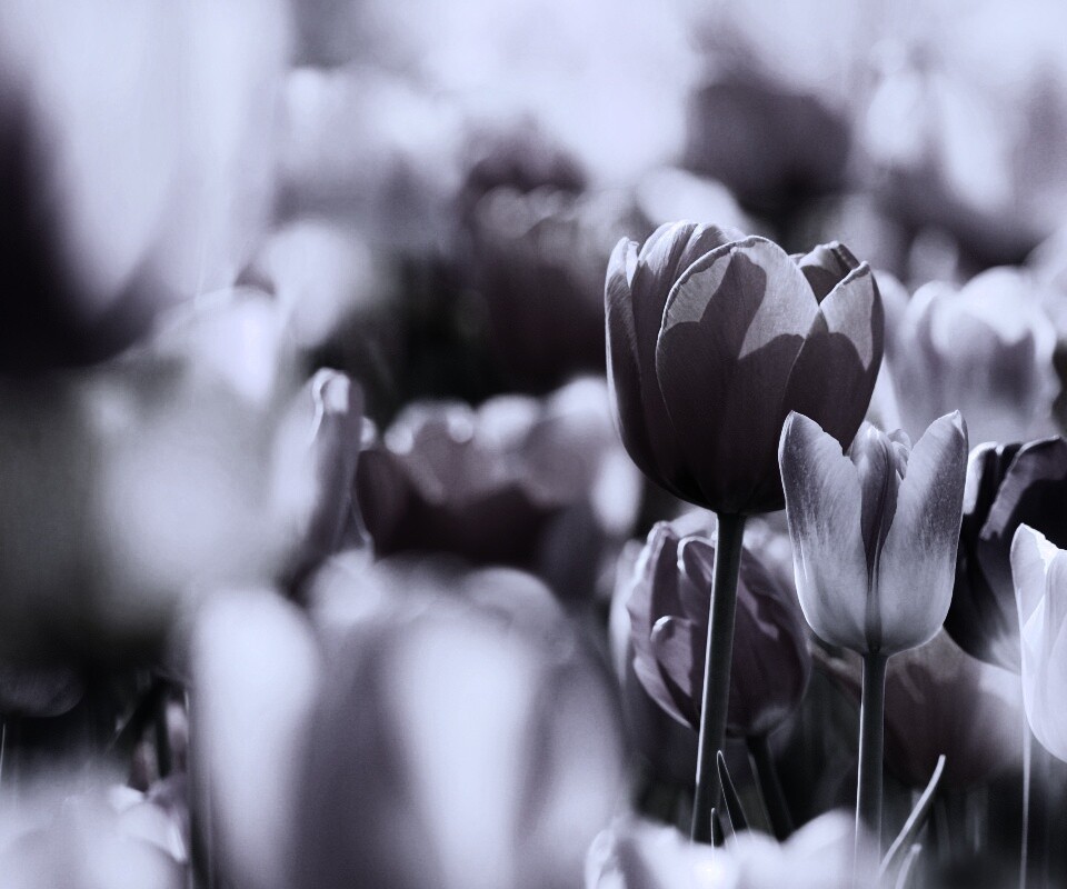 Красивые тюльпаны обои