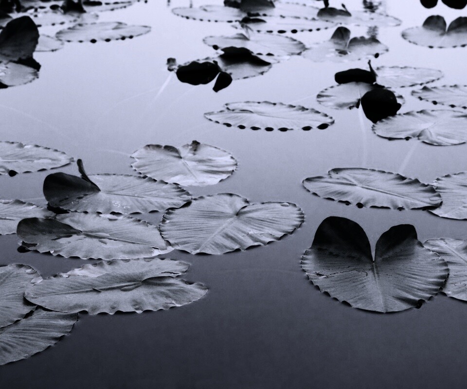 Плавающие листья обои