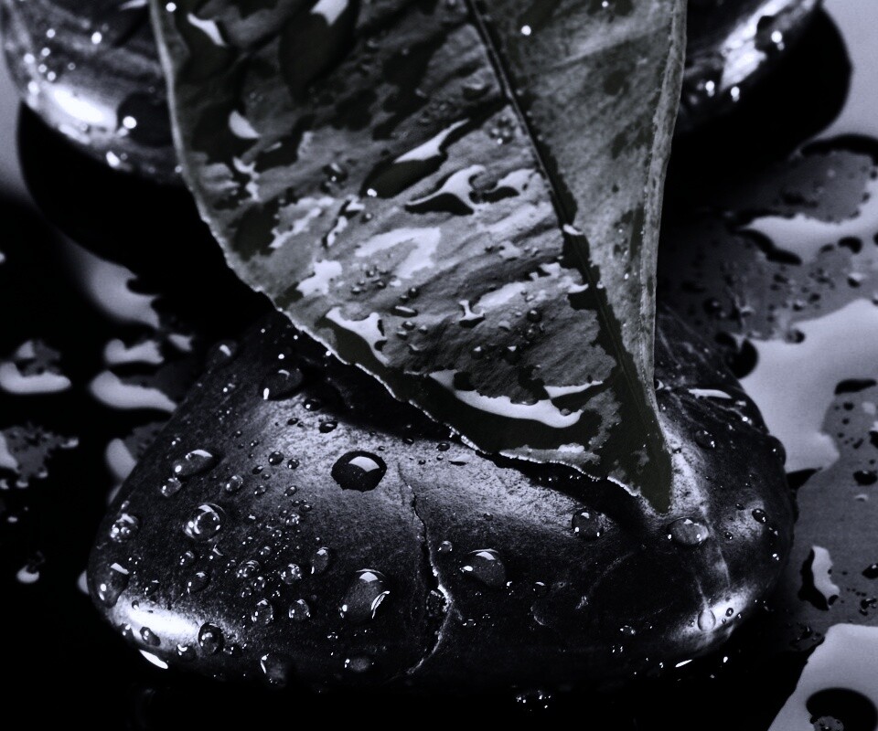 Зеленый лист на черных камнях обои