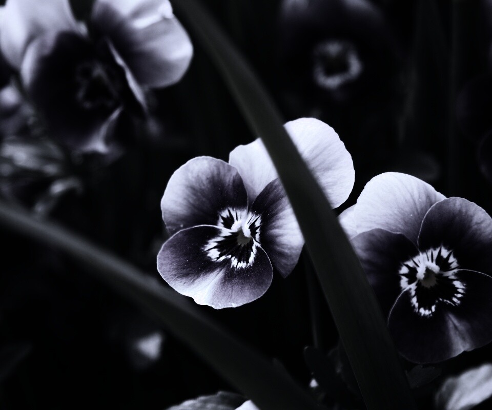 Анютины глазки обои