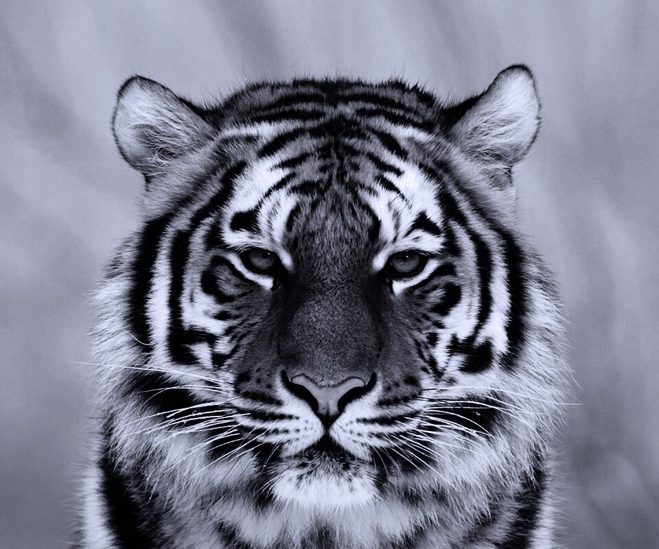 Красавец тигр обои