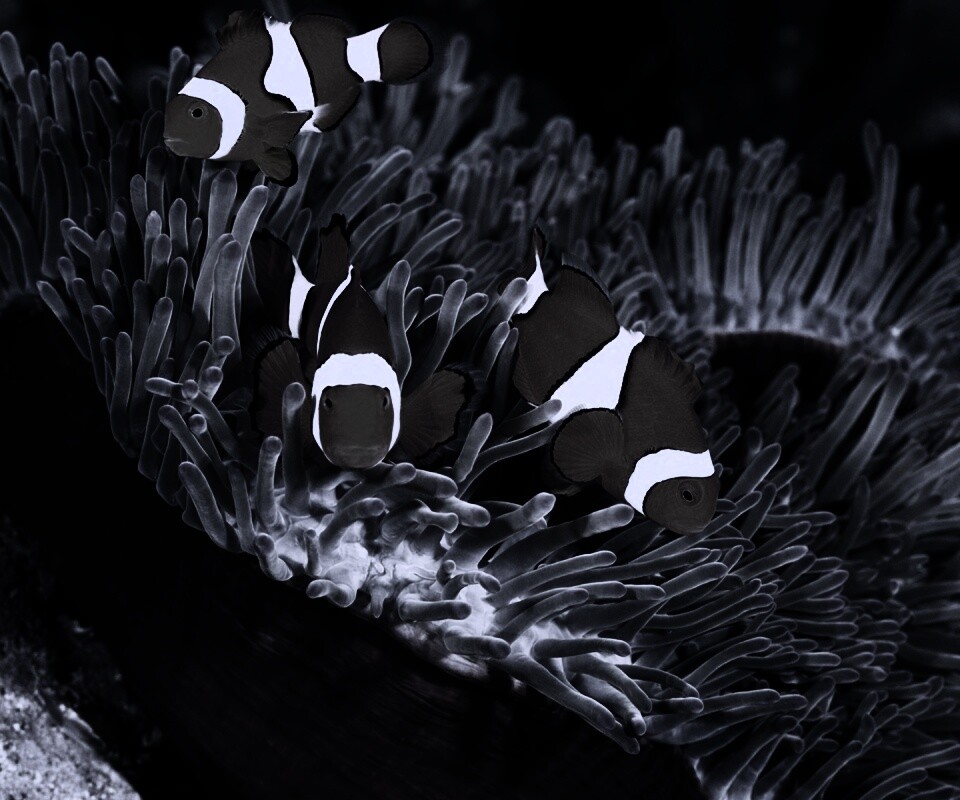 Рыбки-клоуны обои