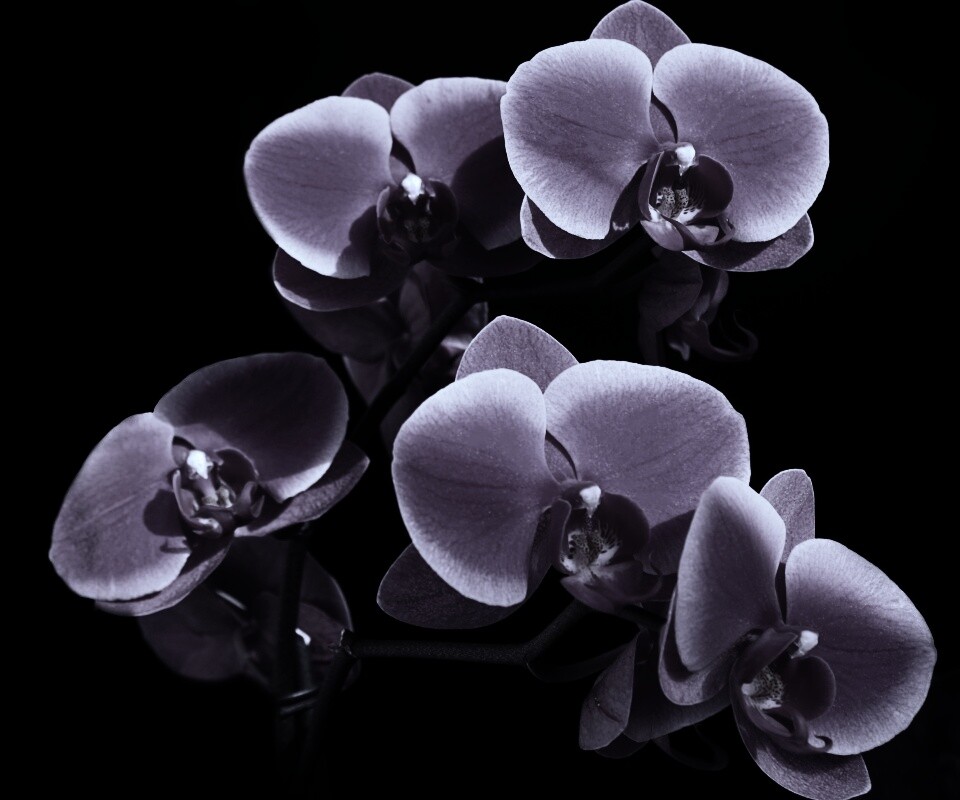 Орхидея обои