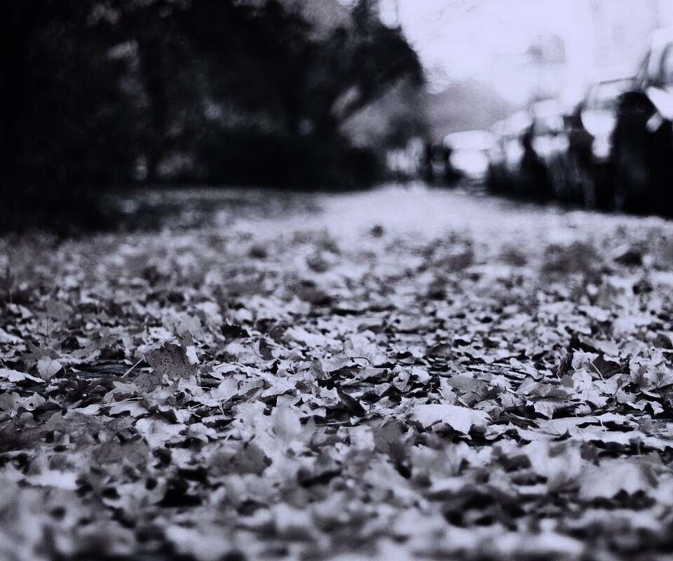 Осенние листья обои