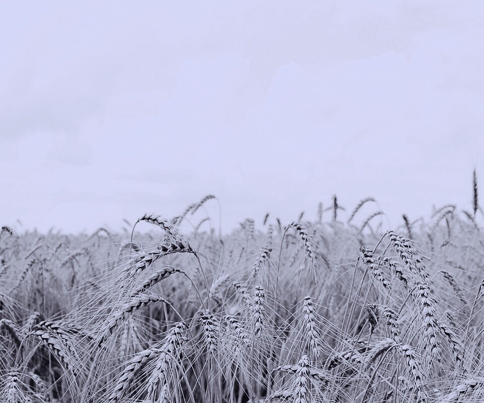 Поле колосьев обои