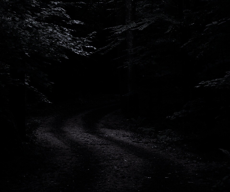 Лесная дорога обои