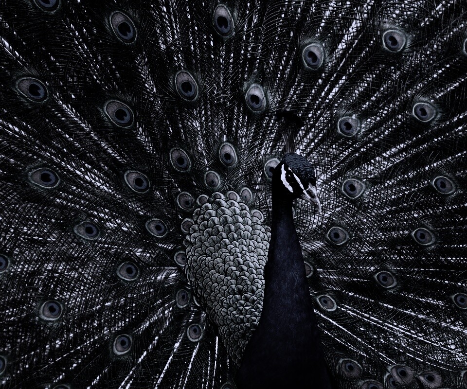 Красивый павлин обои