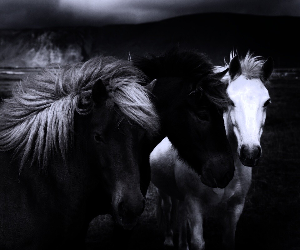 Мустанги обои