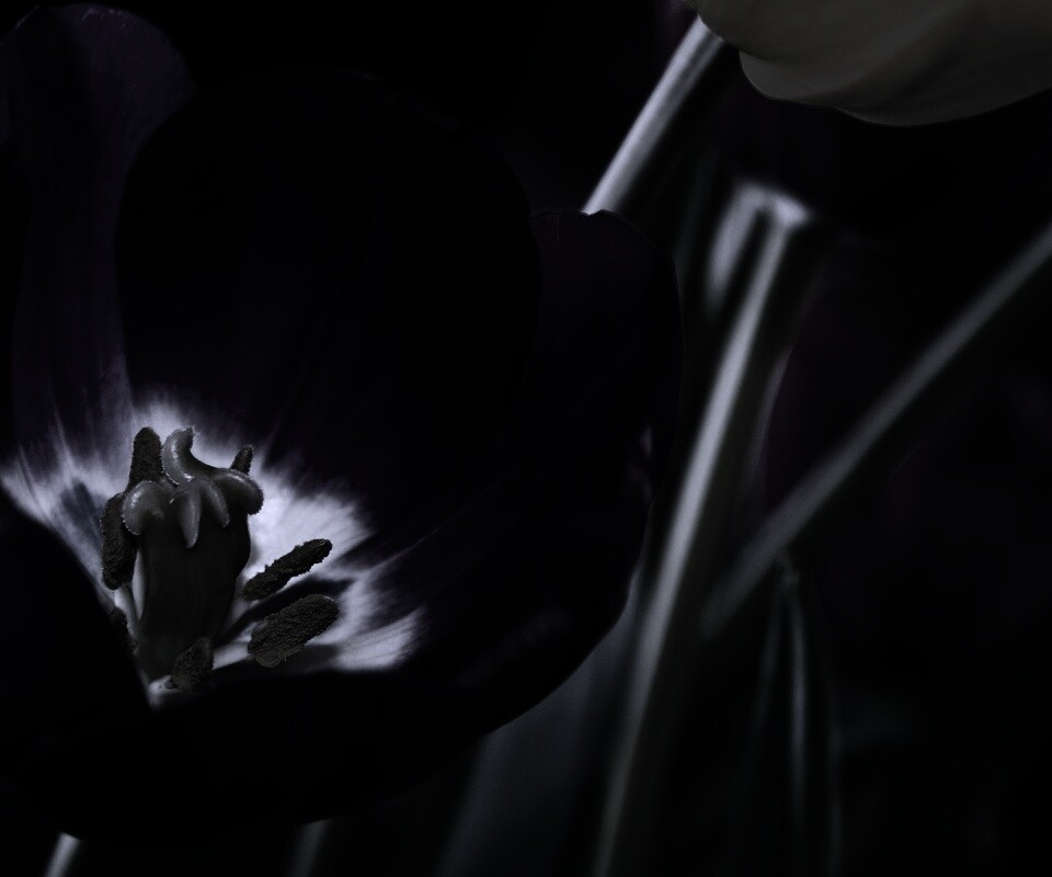 Фиолетовый цветочек обои