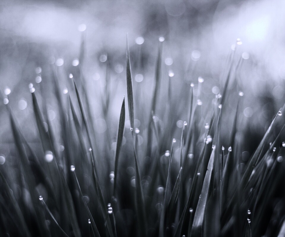 Нежная травка обои