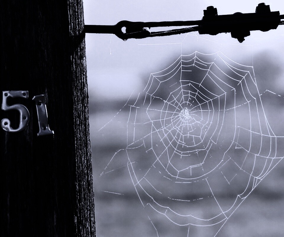 Паутина 51 обои
