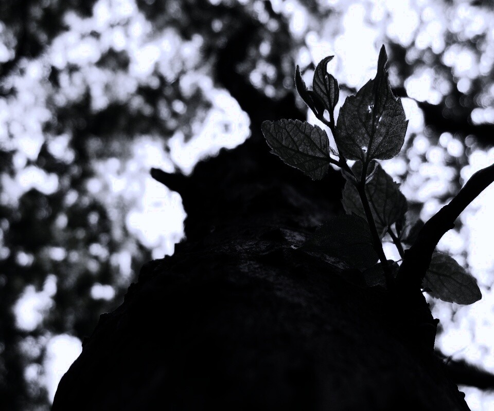 Ствол дерева обои