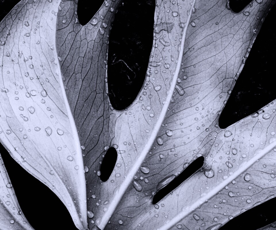 Белый лист обои