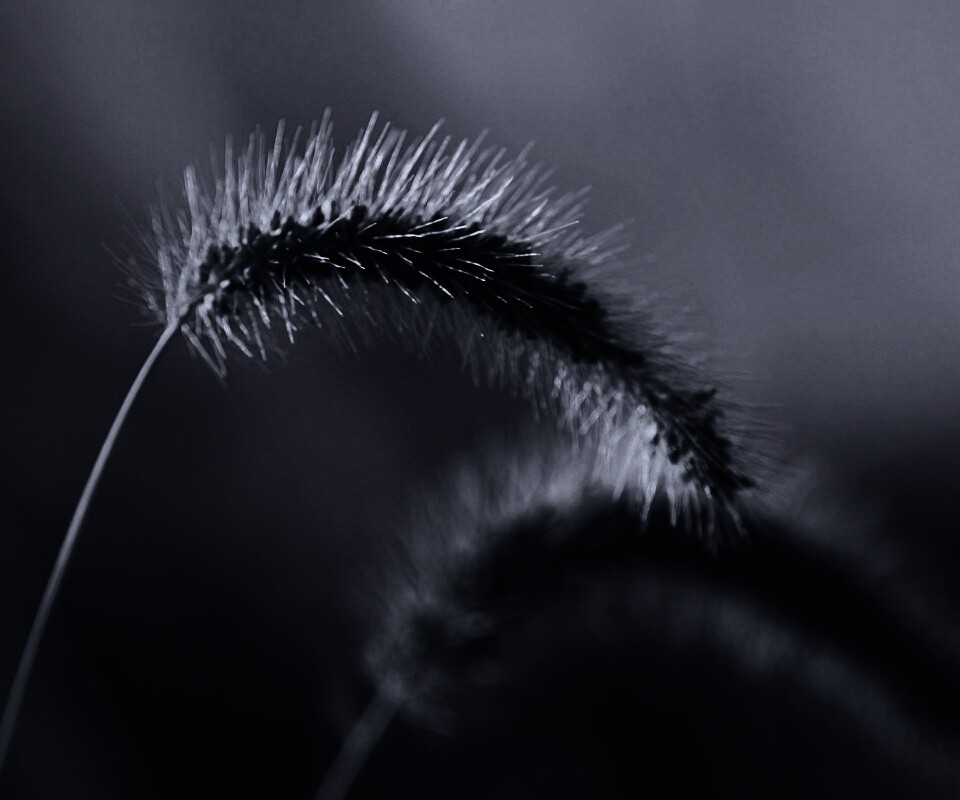 Травинка обои