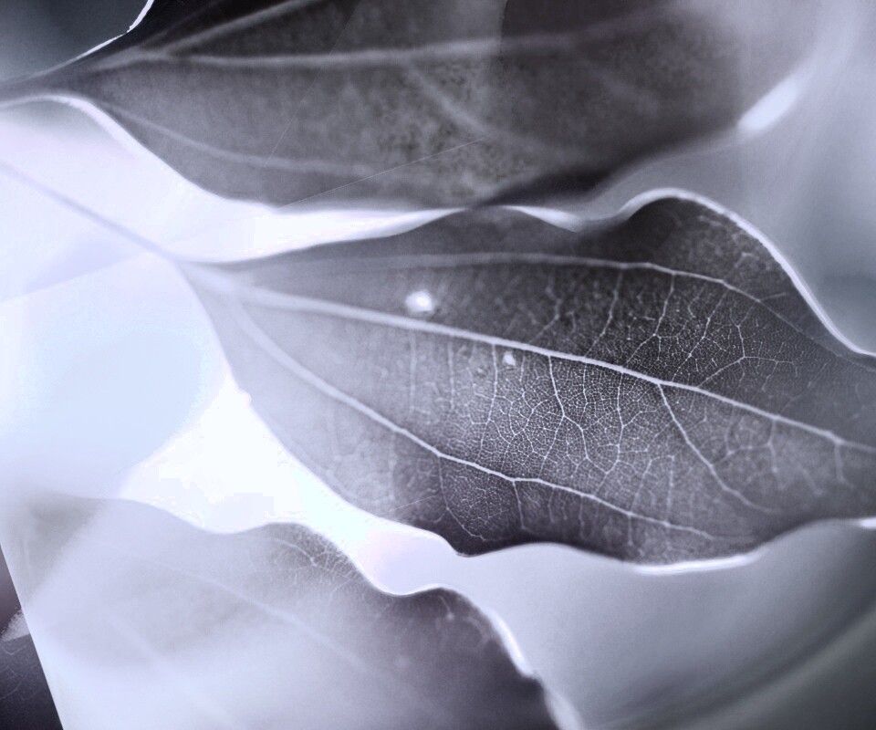 Радужные листья обои