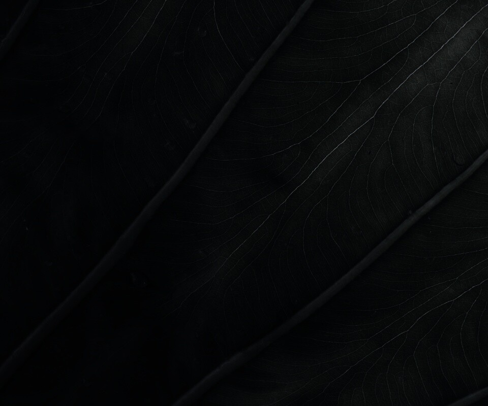 Прожилки на листе обои