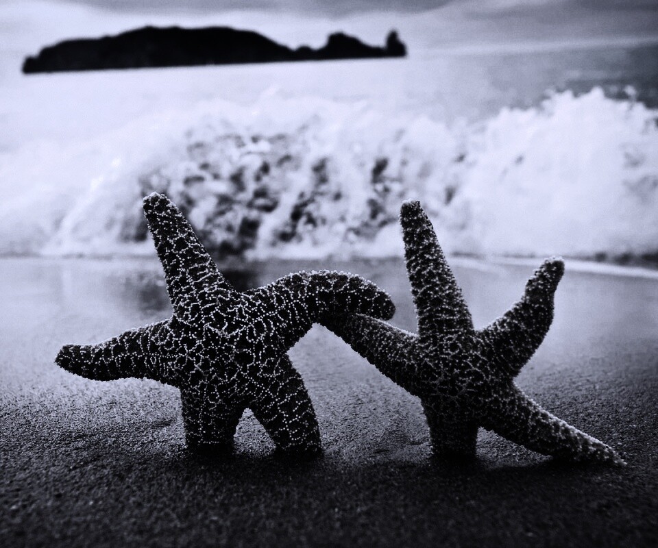 Две морские звезды обои