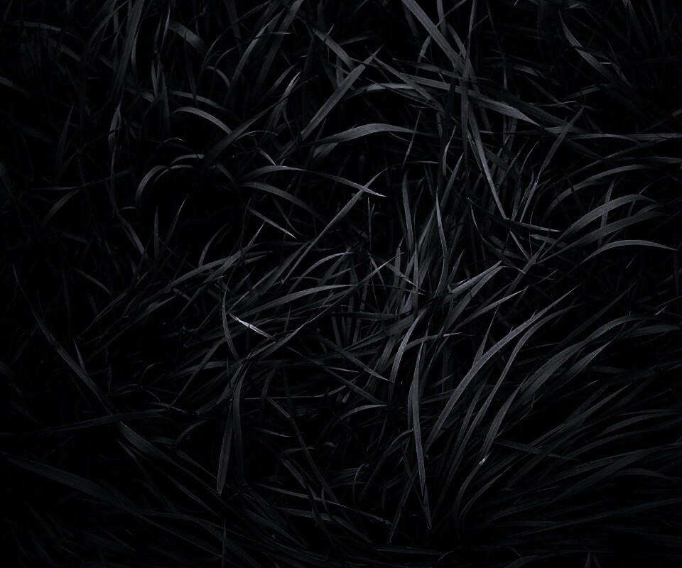 Блеклая трава обои