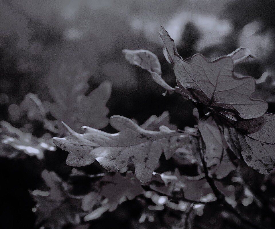 Дубовые листья обои