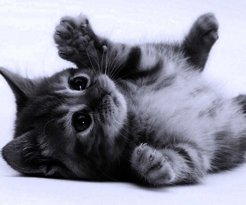 Котёнок обои