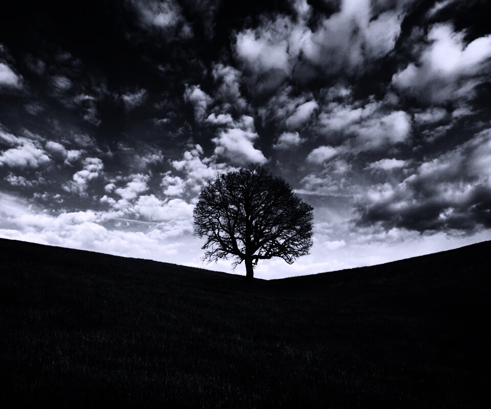 Холм одинокого дуба обои
