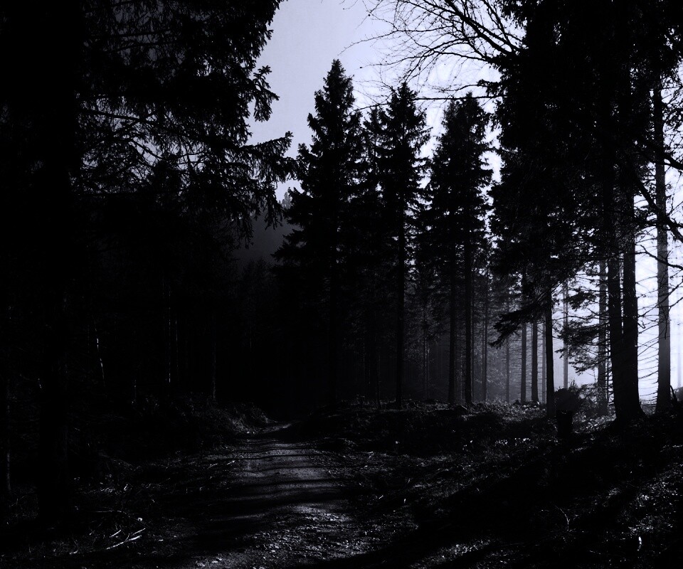 Лесная дорога обои