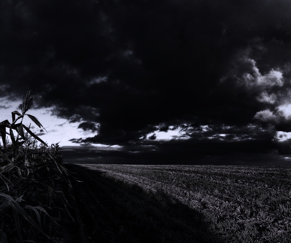 Кукурузное поле обои