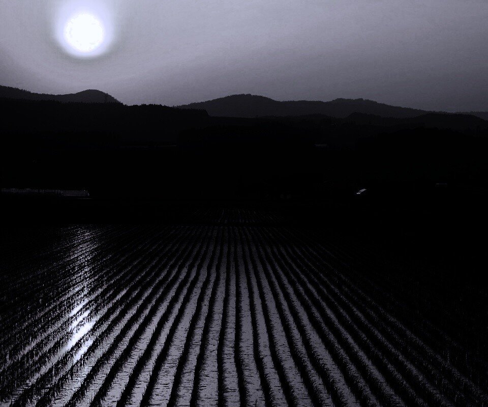 Рисовые поля обои