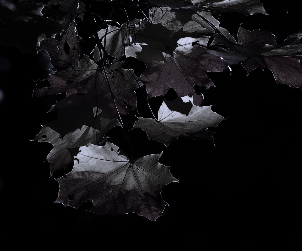 Колоритные осенние листья обои