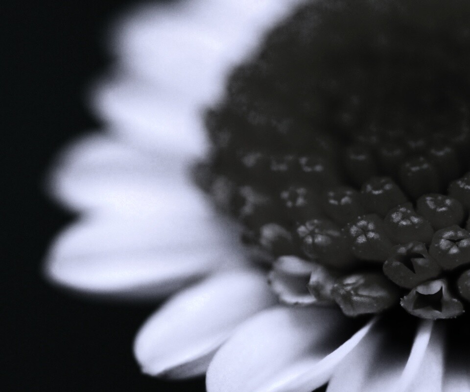 Хризантема обои