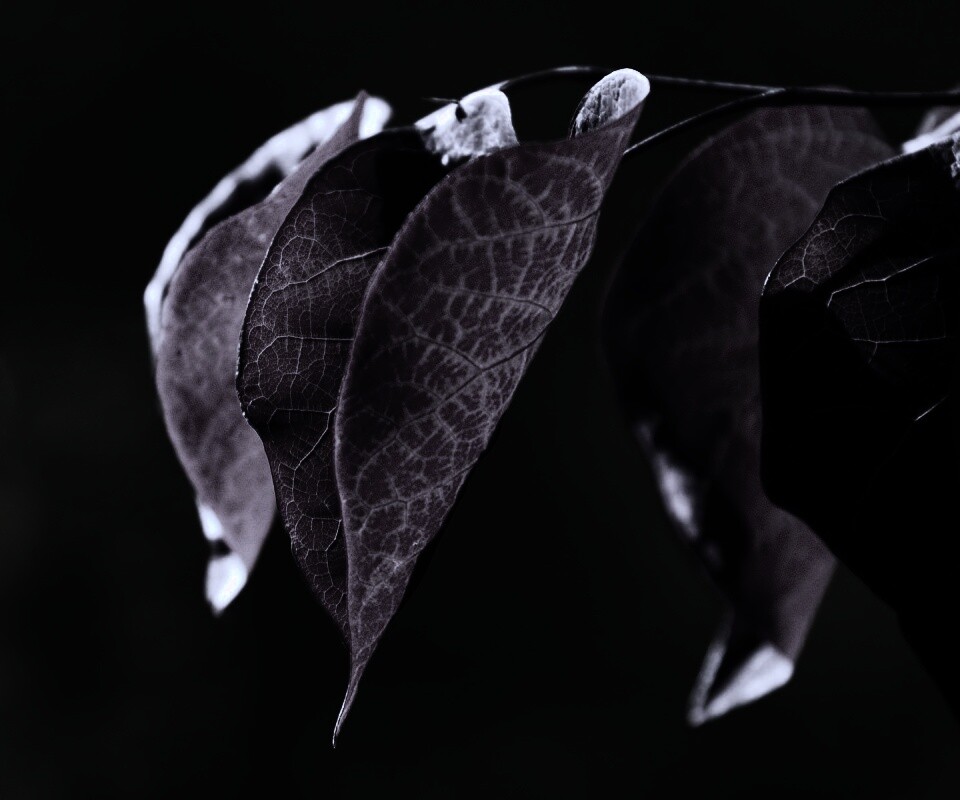 Ветка красных листьев обои