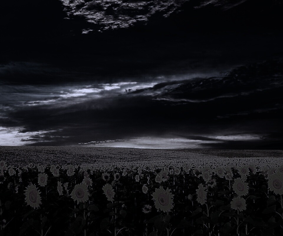 Целое поле подсолнухов обои