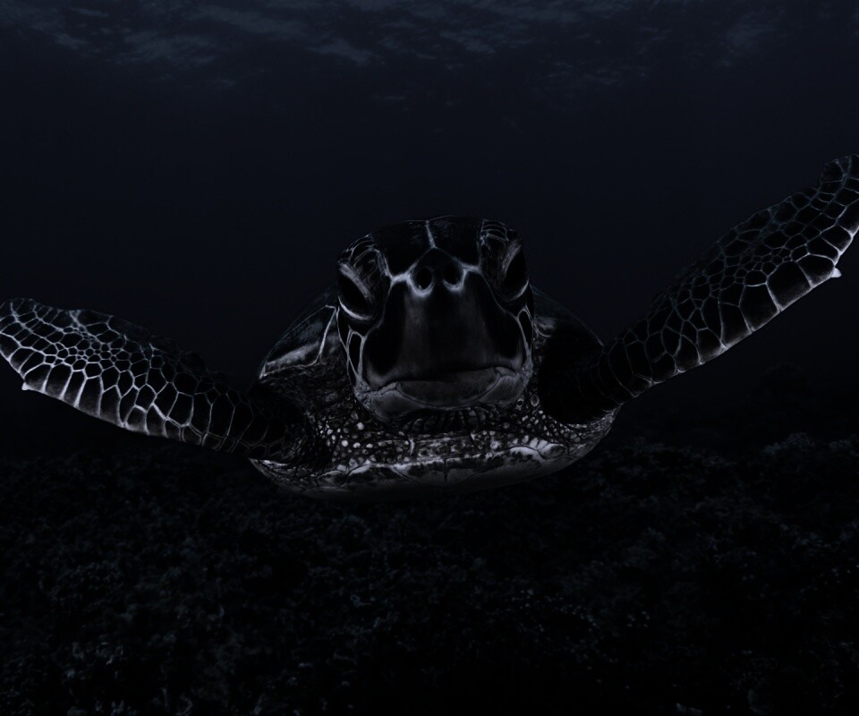 Морская черепаха обои