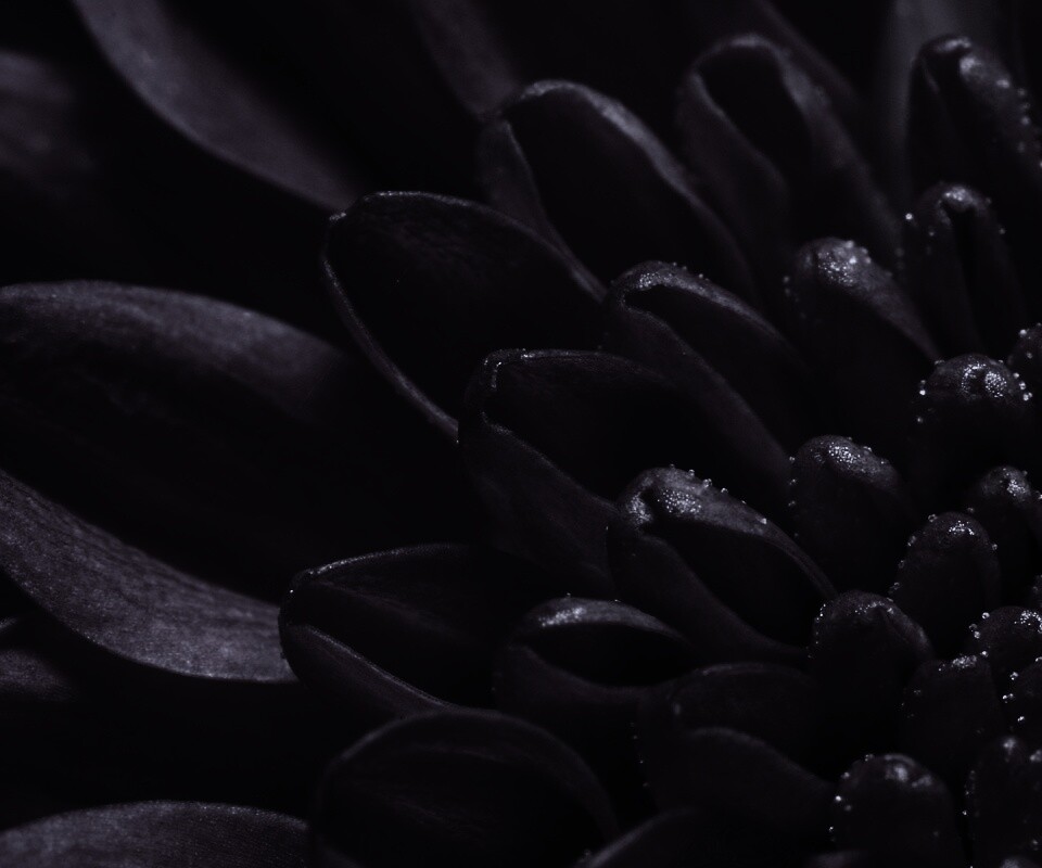 Лепестки хризантемы обои