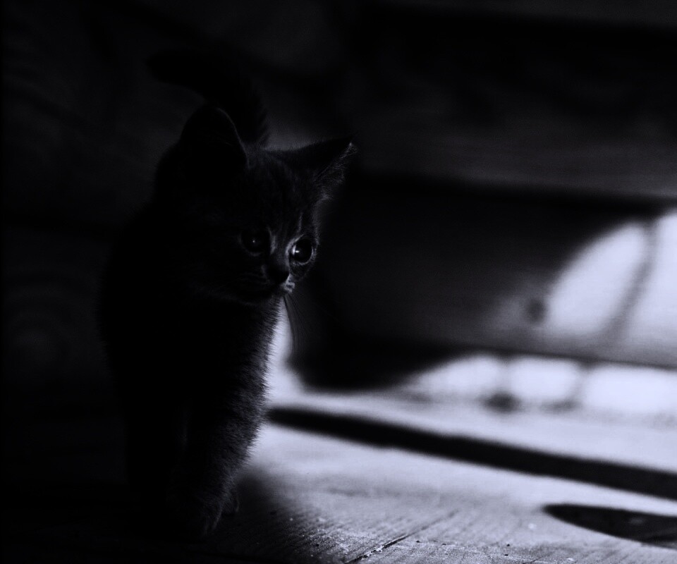 Маленький дымчатый котенок обои