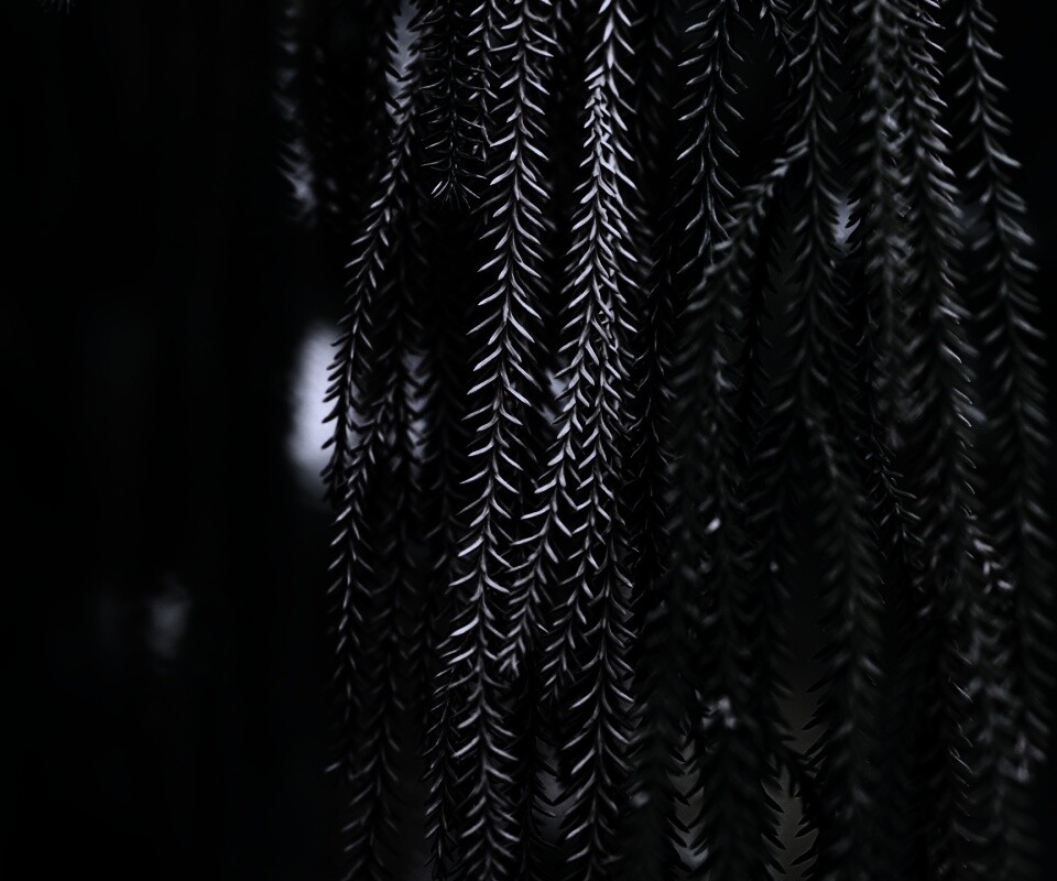 Зеленые колючки обои