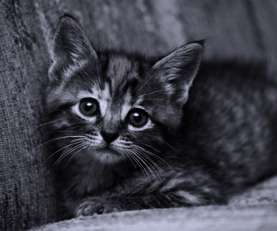 Милый маленький котенок обои