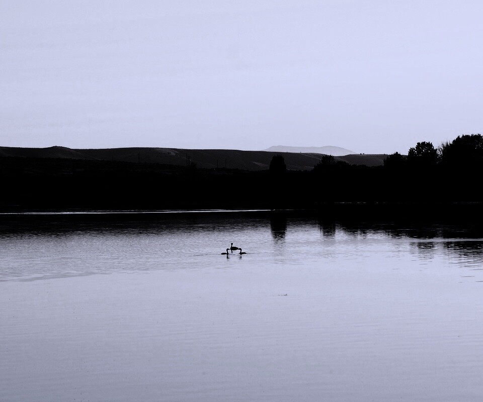 Утиное озеро обои