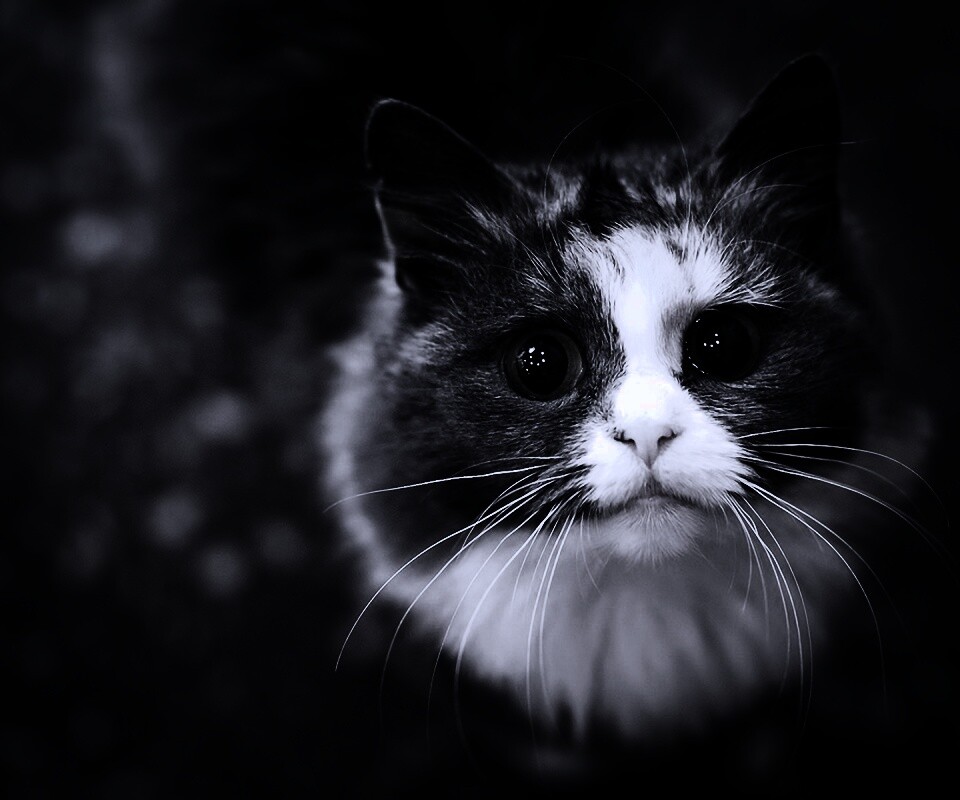 Удивленный котэ обои