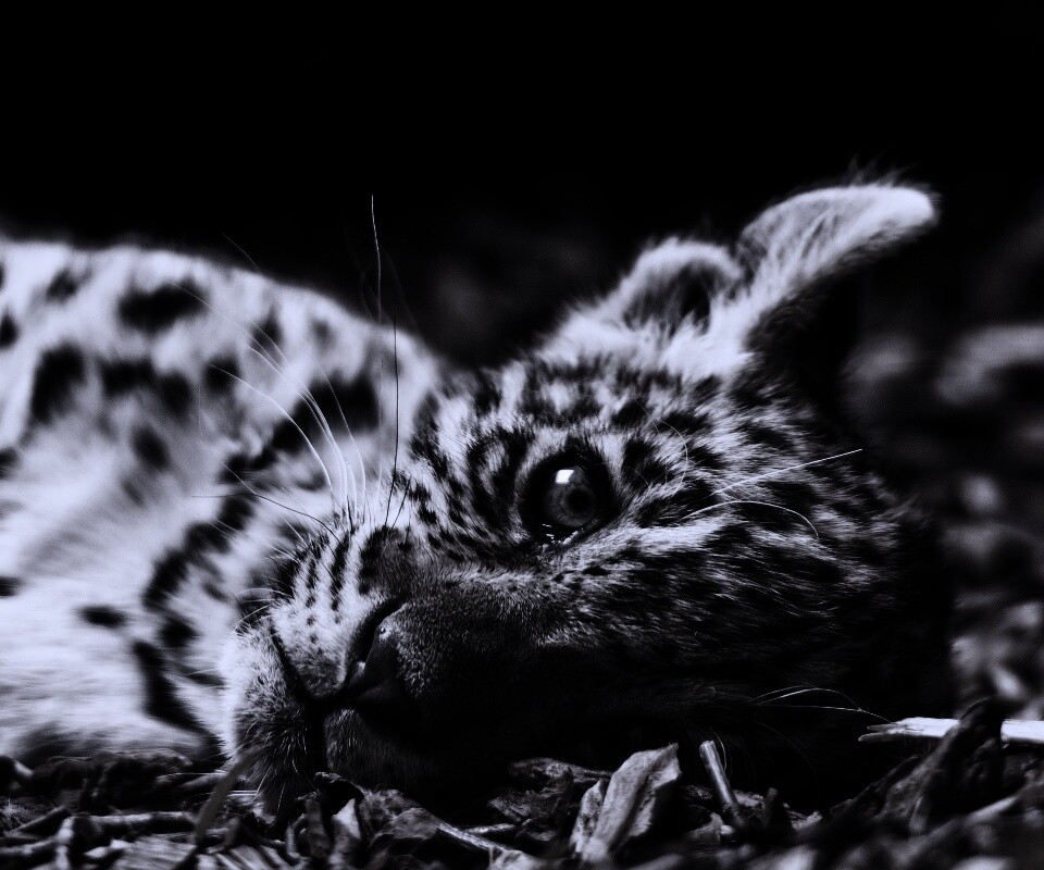 Гепард котенок обои