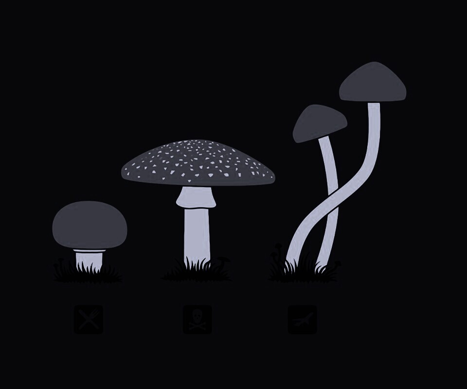 Грибочки обои